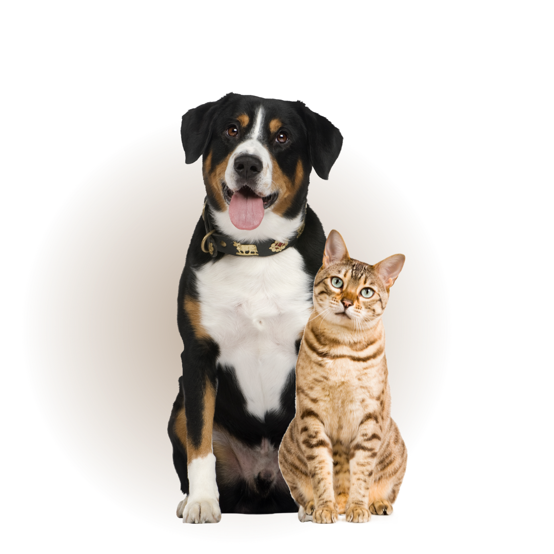 Plano de Saúde Pet Cotrare